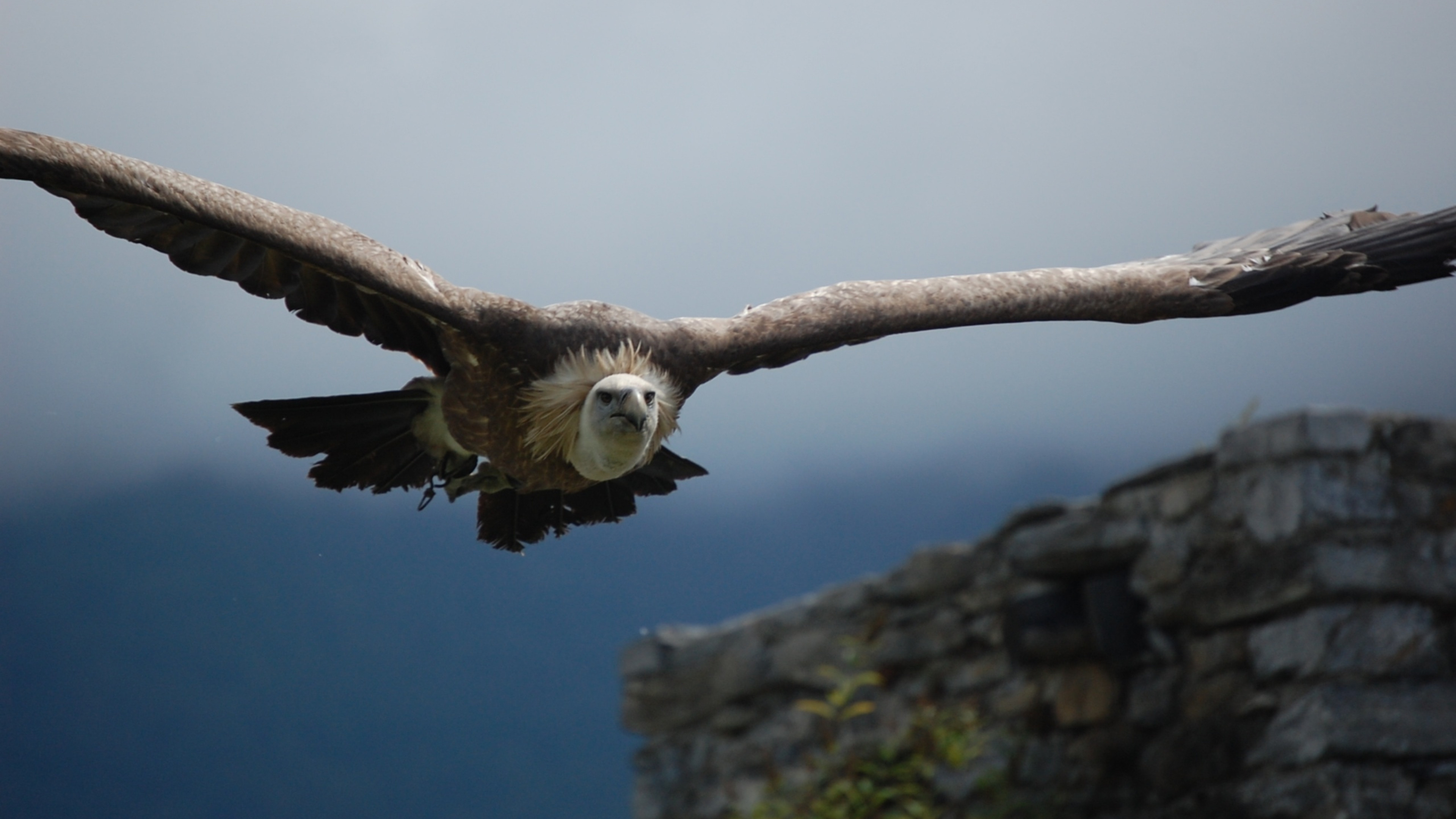 3840x2160  Wallpaper vulture, predator, flight, wings, sky, bird