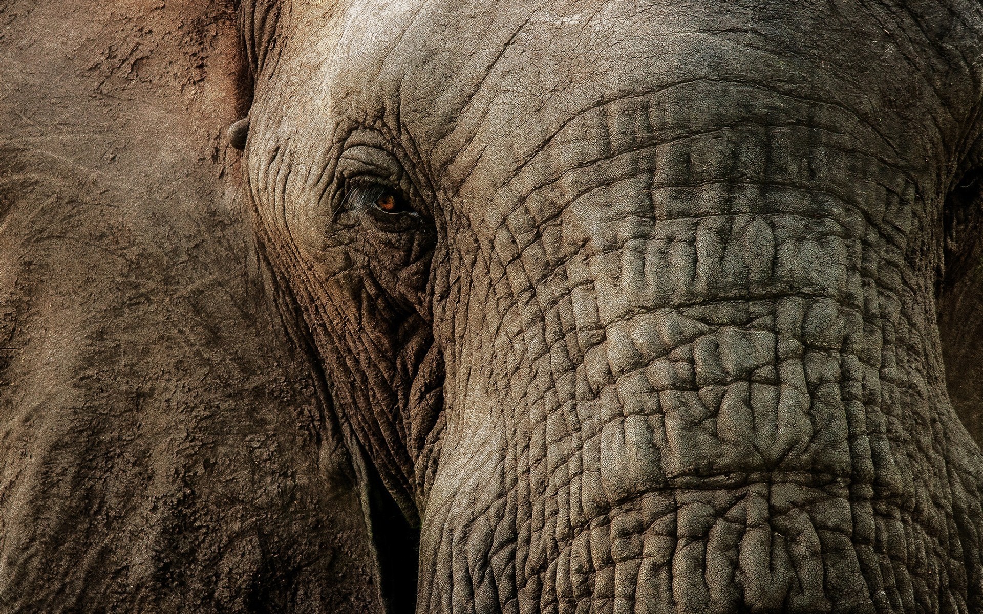 1920x1200 Related Posts. Ode to Elephants
