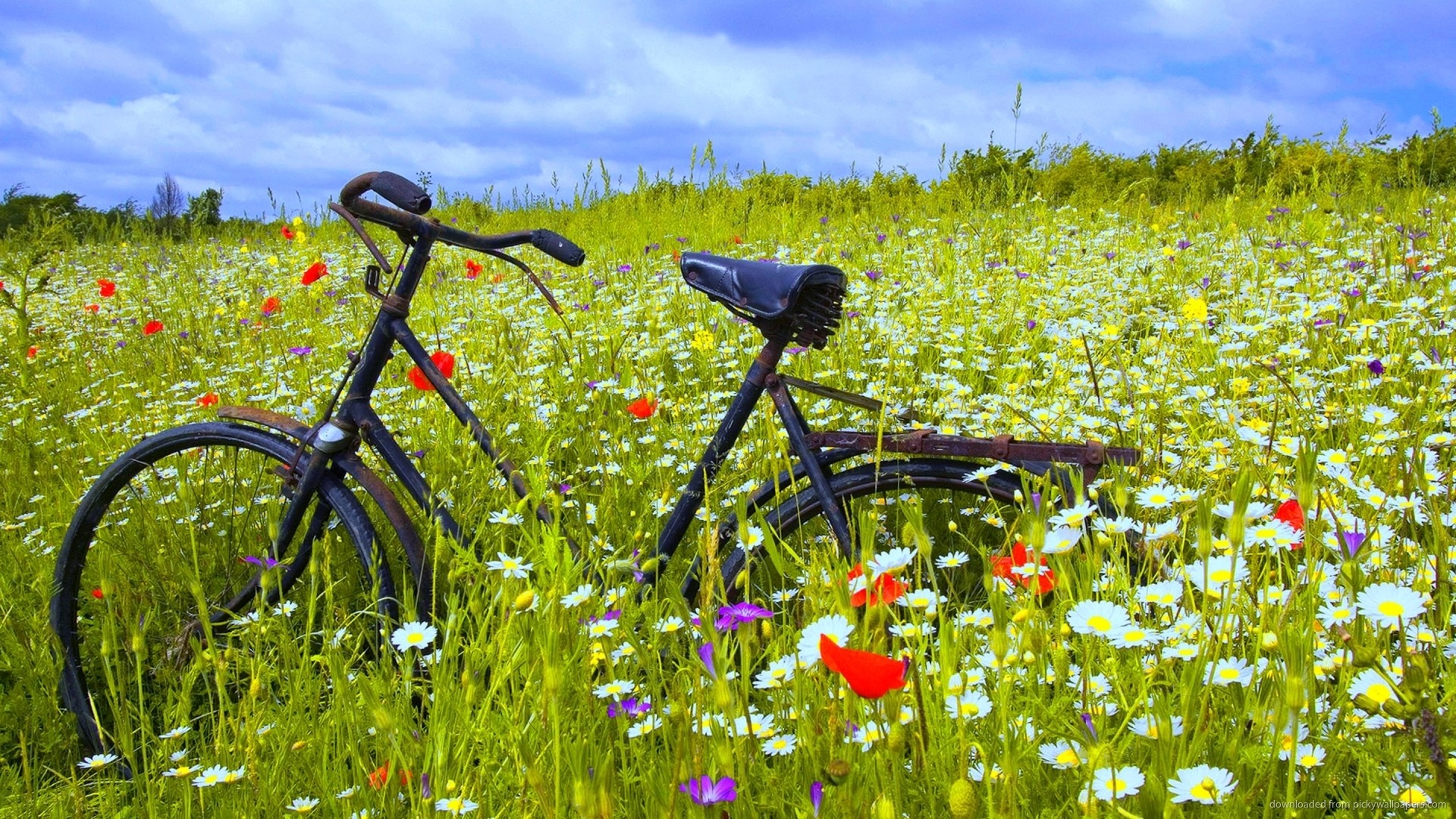 1920x1080 Bicycle In Flower Field Wallpaper picture