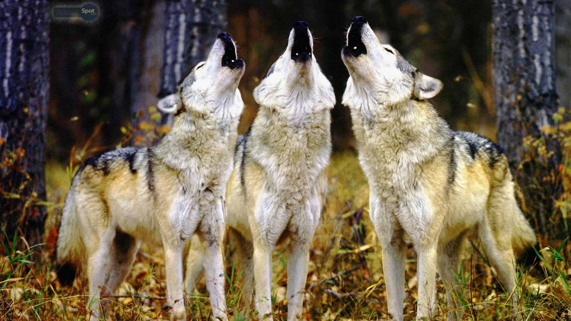 1920x1080 Pack of Wolves Wallpaper