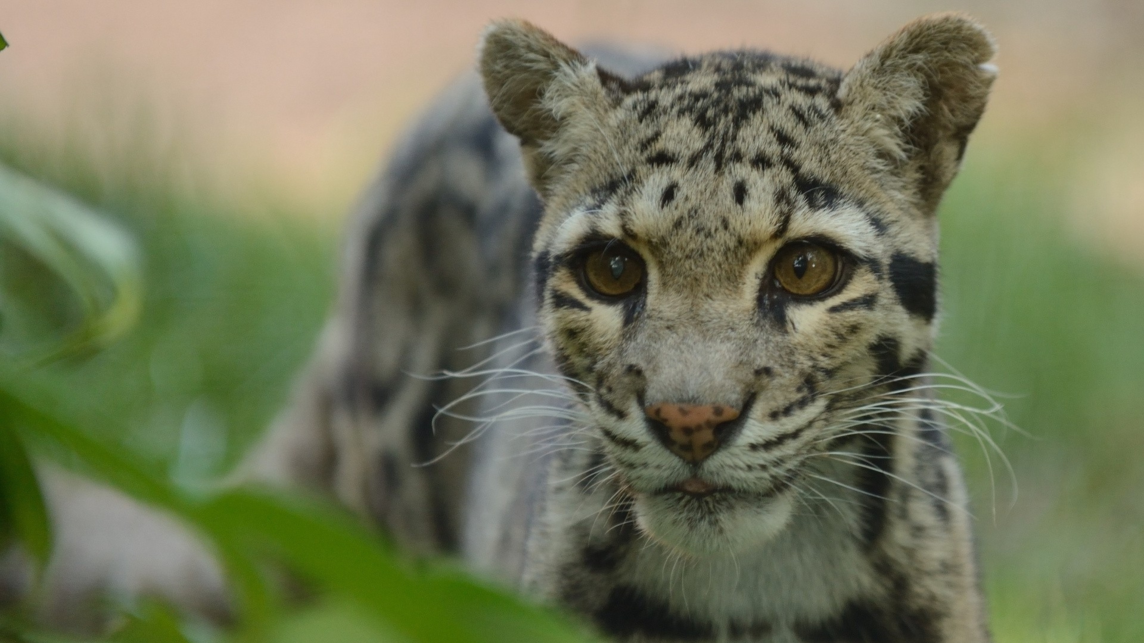 3840x2160  Wallpaper clouded leopard, face, spotted, climbing