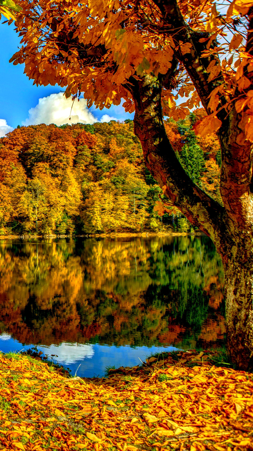 1080x1920 Download Autumn Trees Download Wallpaper. iPhone 6 (750x1134) Â· iPhone 6+  () ...