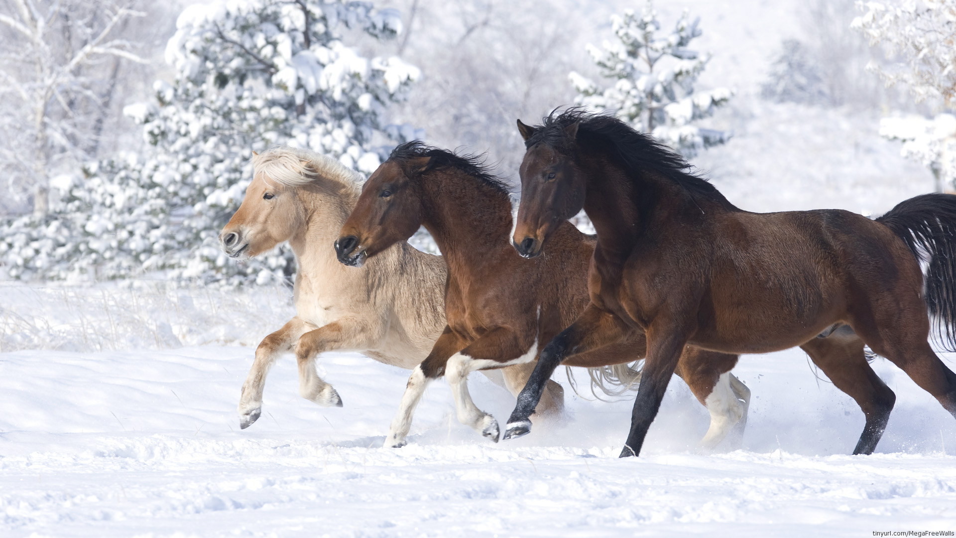 1920x1080  Animal - Horse Animal Snow Running Wallpaper