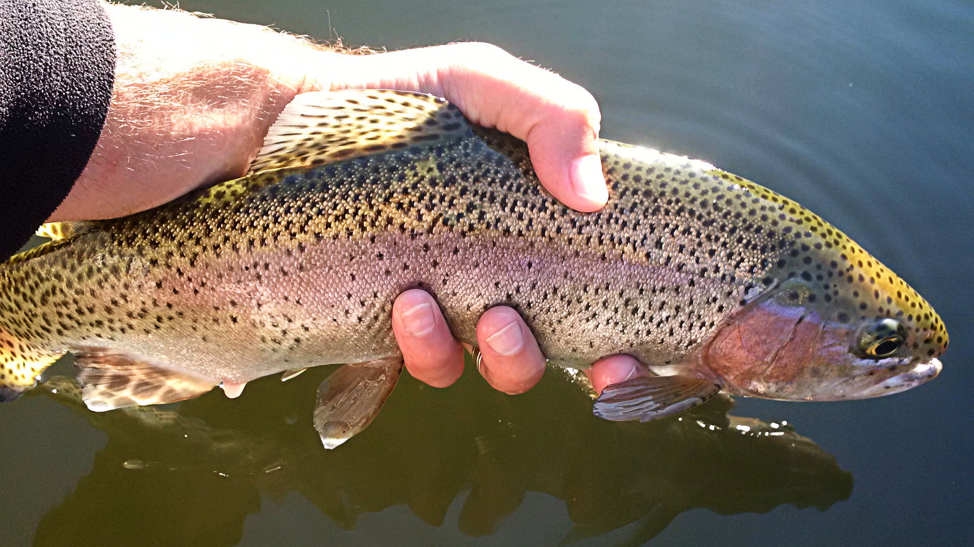 1920x1080 A nice looking rainbow trout caught on a sunny fall day