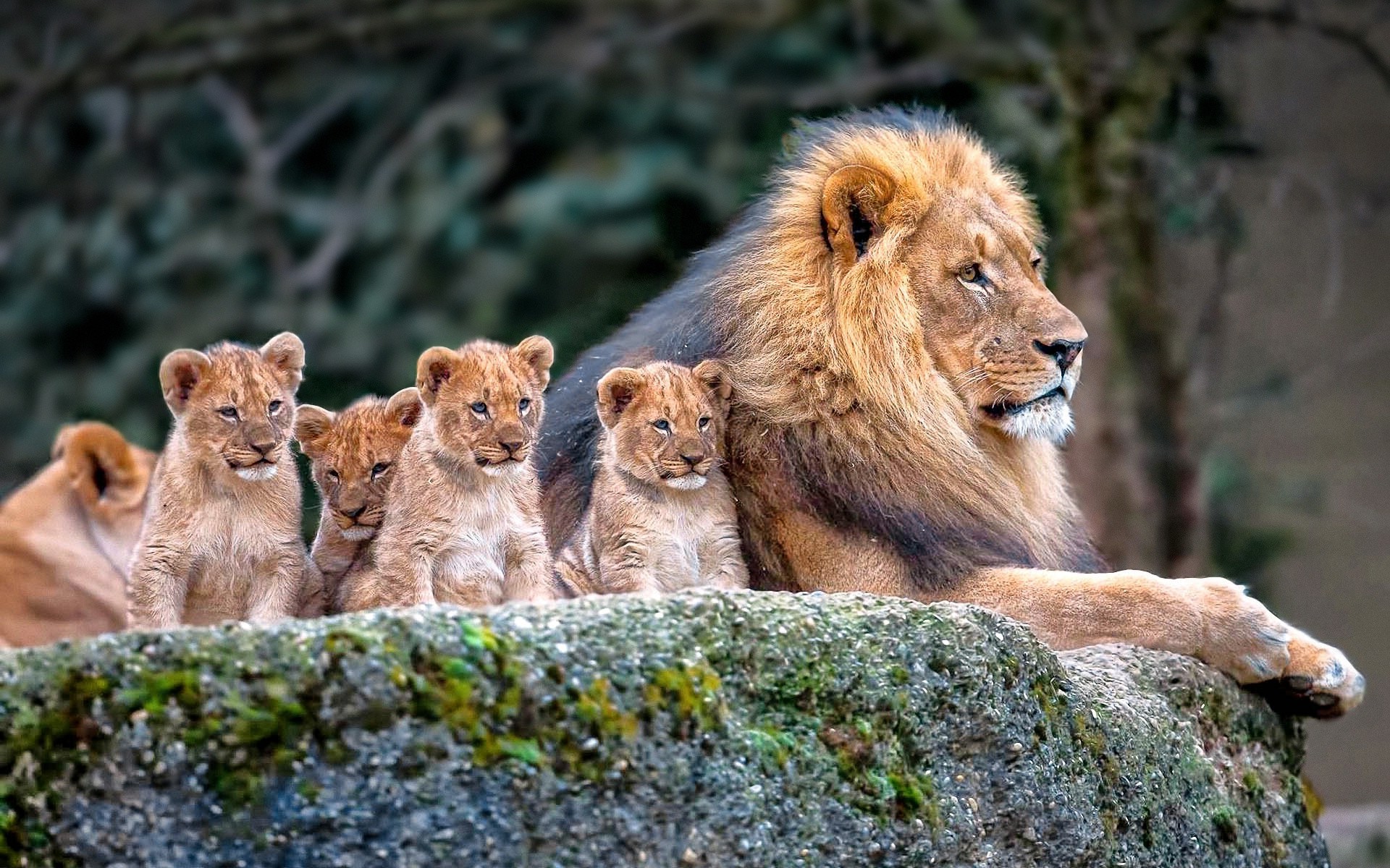 1920x1200 ... lion nature animals baby animals wallpapers hd desktop and ...