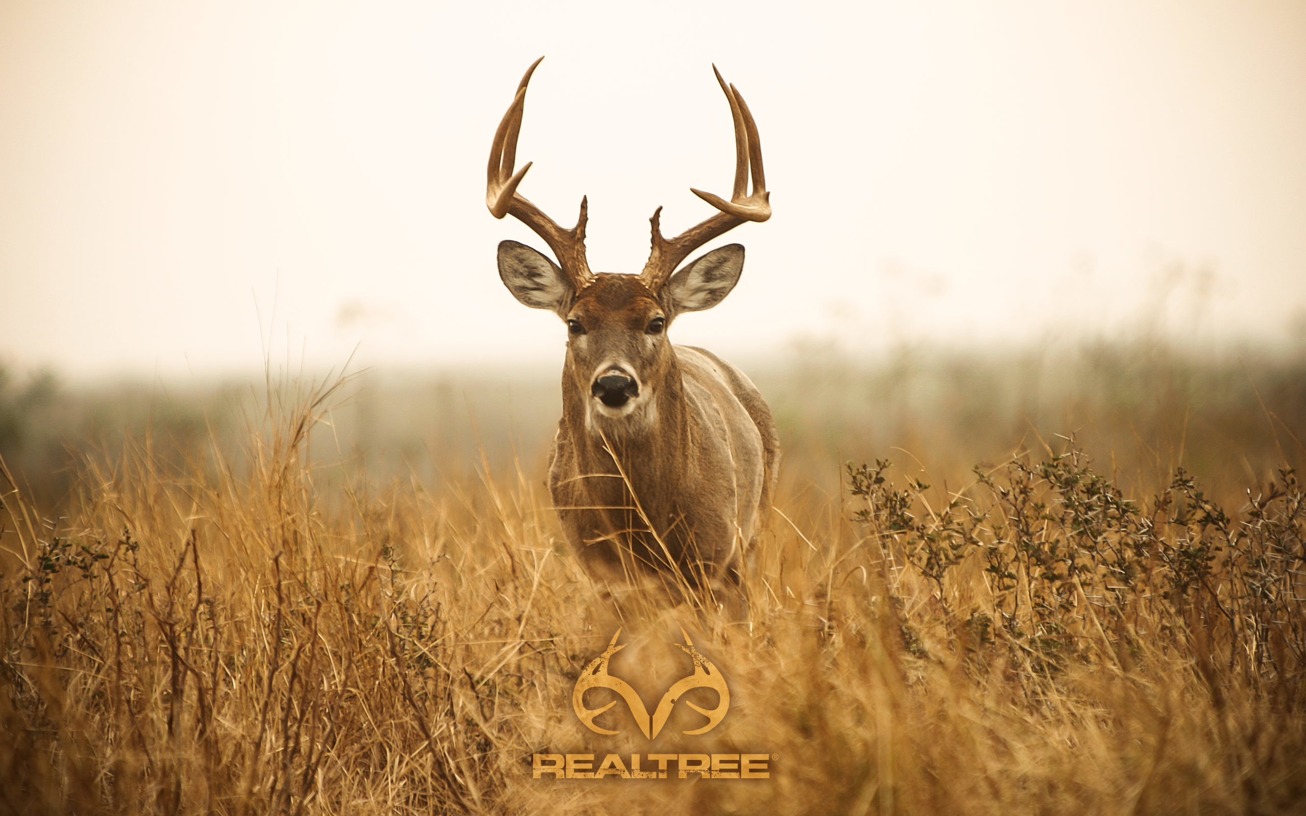 200 Luxury Whitetail Buck Inspiration big deer HD wallpaper  Pxfuel