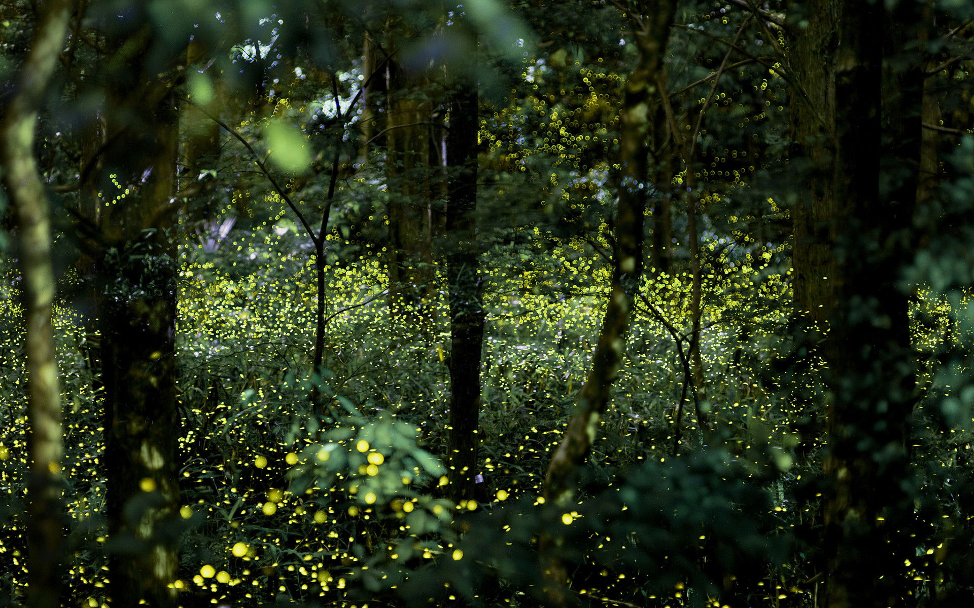 1920x1200 Fireflies Wallpaper Weekly wallpaper take a walk through the forest  