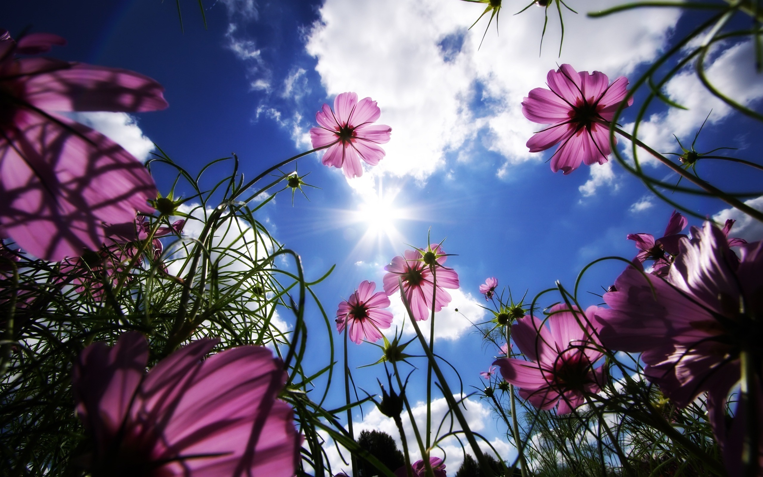 2560x1600 Sunny Flowers Wallpaper Flowers Nature