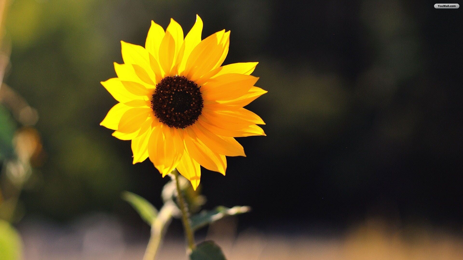 1920x1080 Sunflower Wallpapers High Quality Resolution