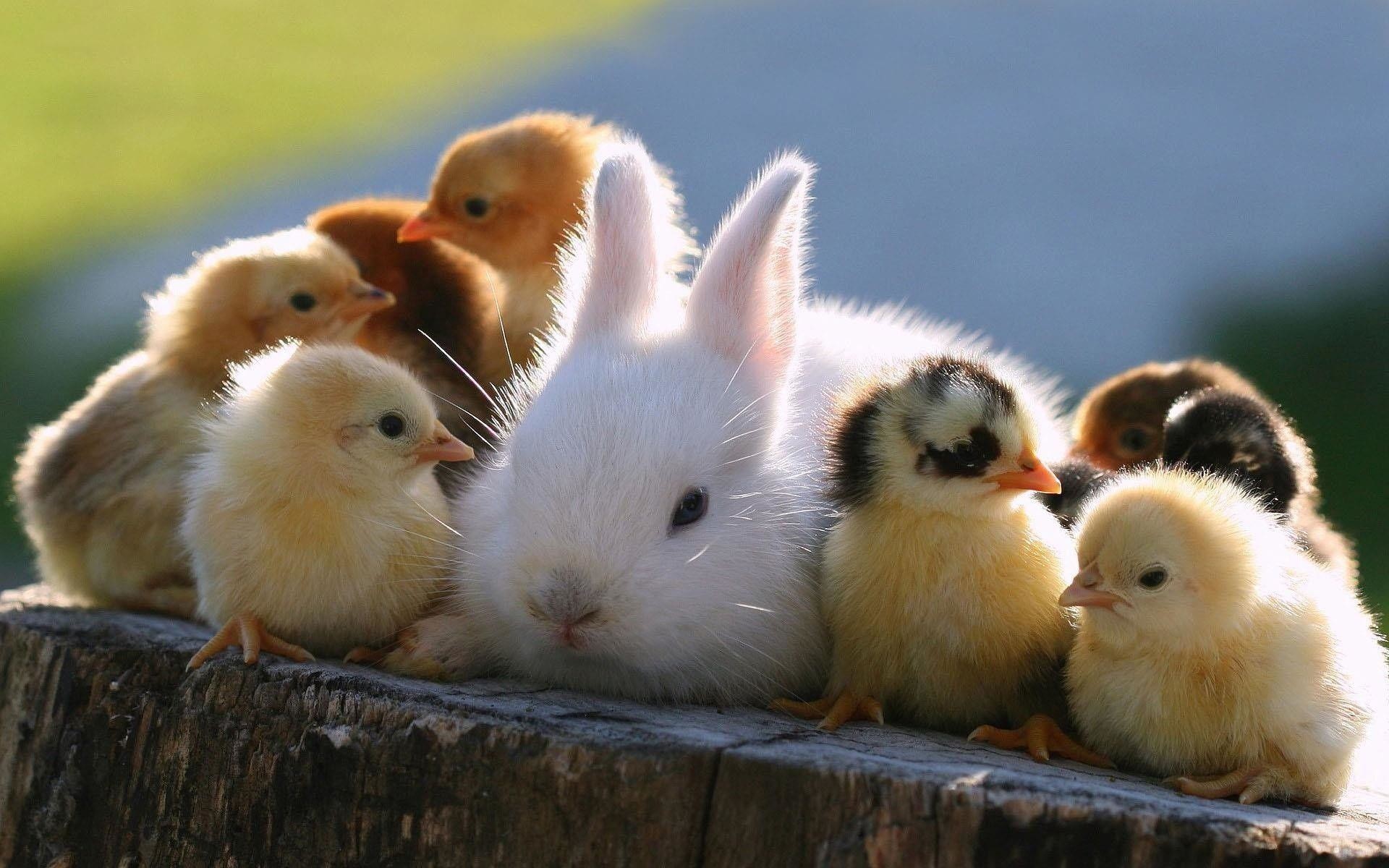 1920x1200 Animals For > Cute Rabbits And Bunnies Wallpaper