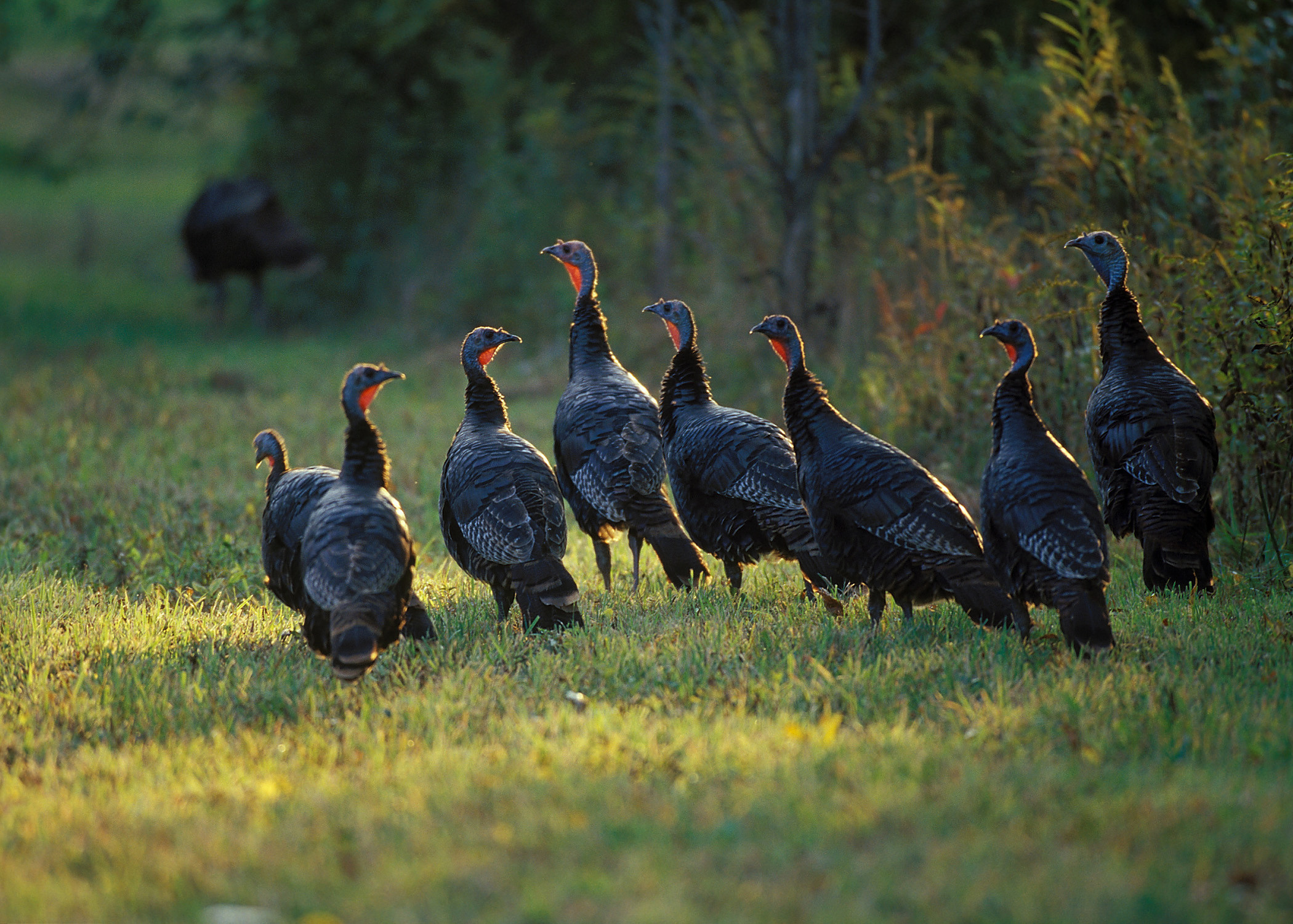 2100x1500 The National Wild Turkey Federation was founded in 1973, with its .