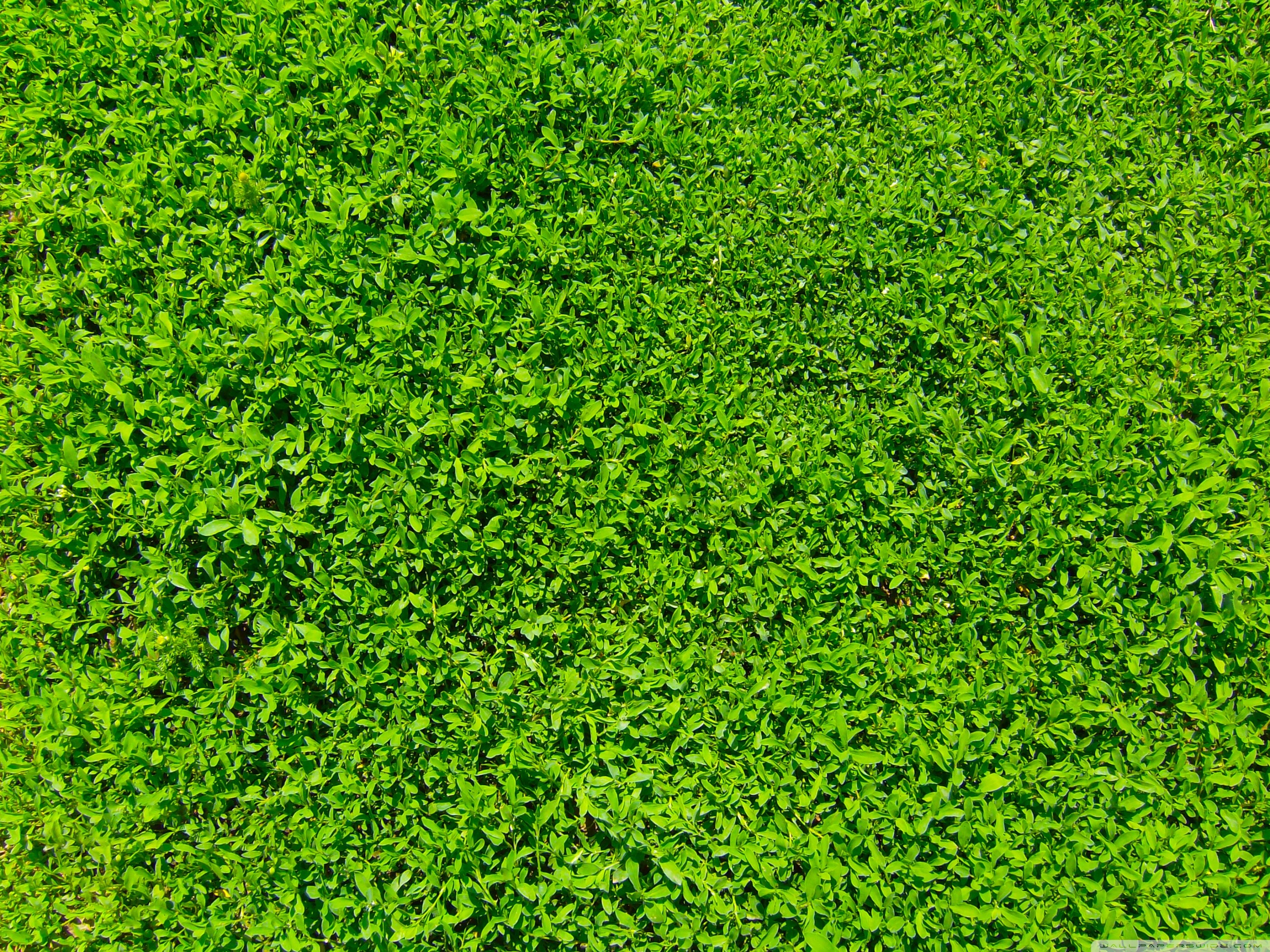 2800x2100 MX Free Grass Wallpapers Free Grass Adorable Desktop Pics for