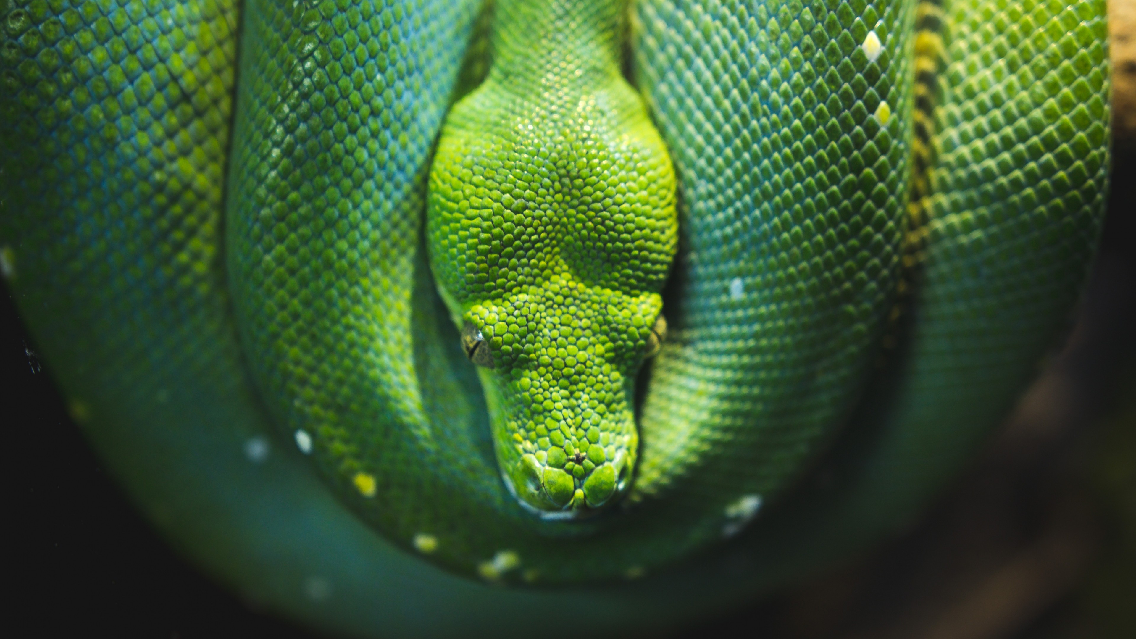 3840x2160 Preview wallpaper snake, reptile, wildlife 