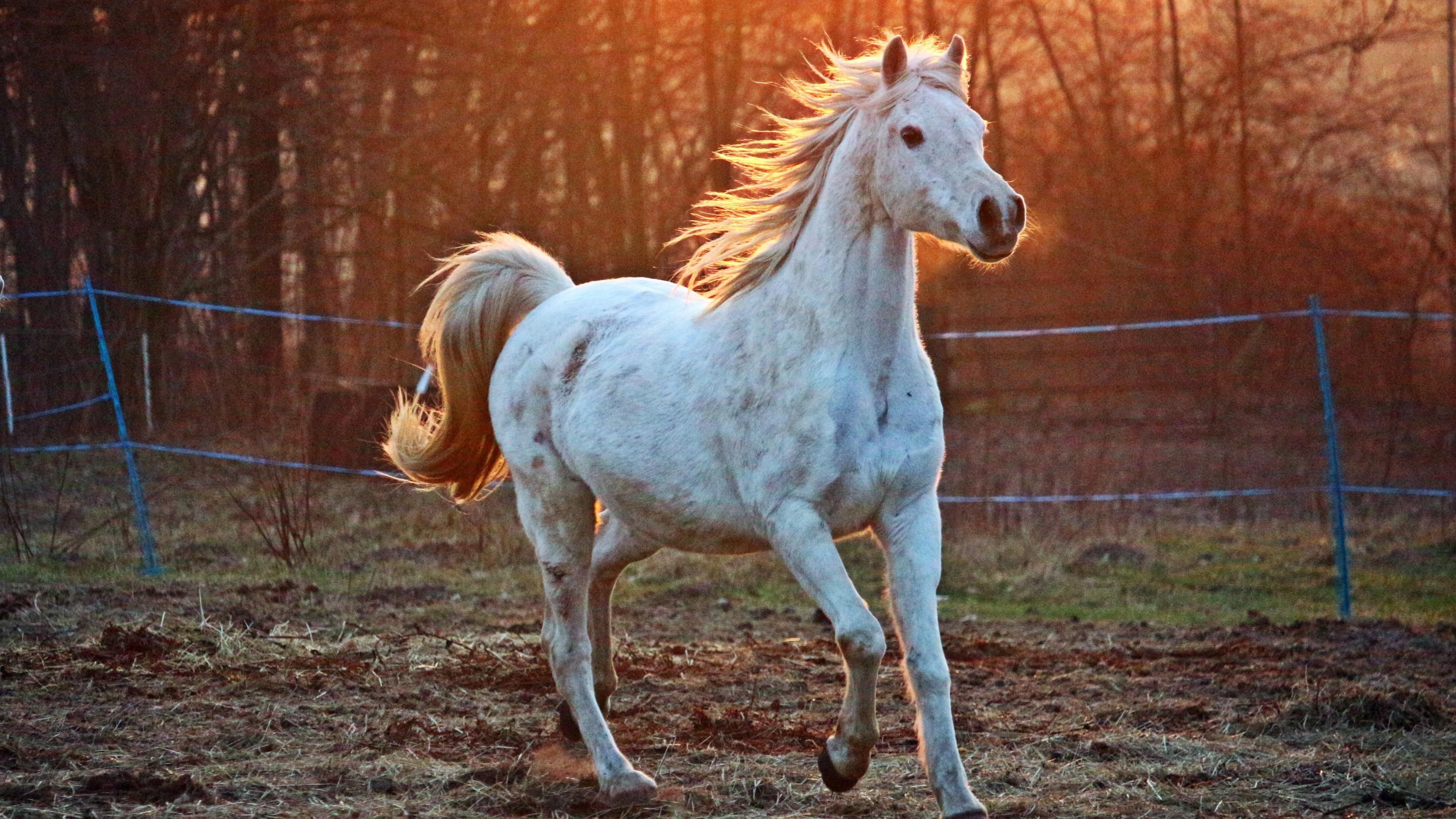 3840x2160 White Arabian Horse HD Desktop Wallpaper