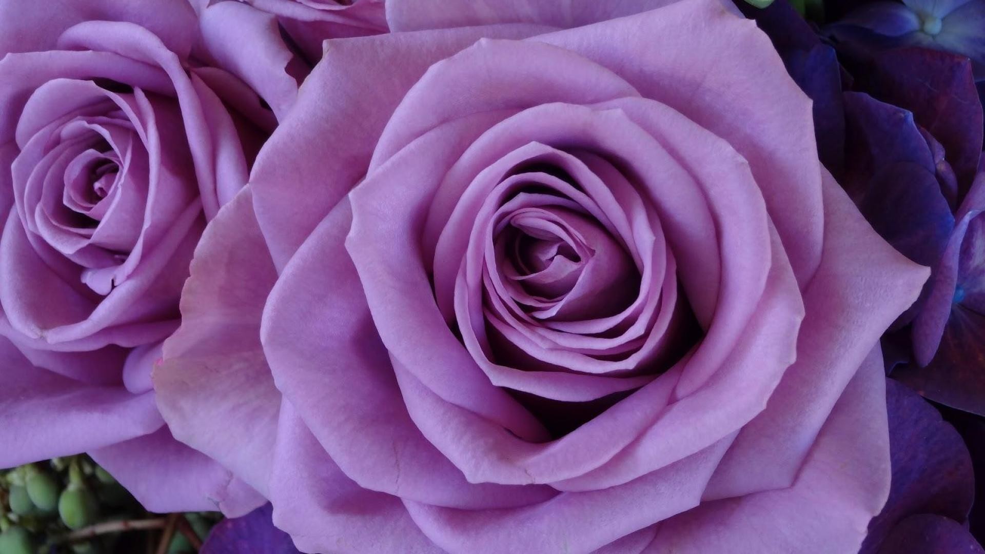 1920x1080 Lavender Roses