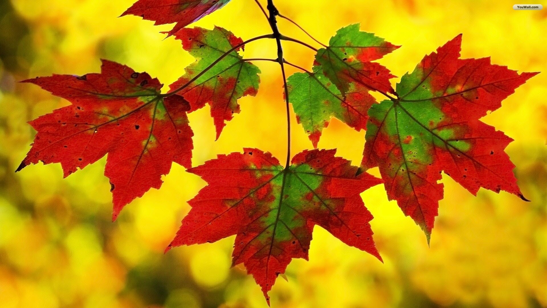 1920x1080 Fall Leaf Android HD Wallpapers Attachment 11012 - Amazing Wallpaperz