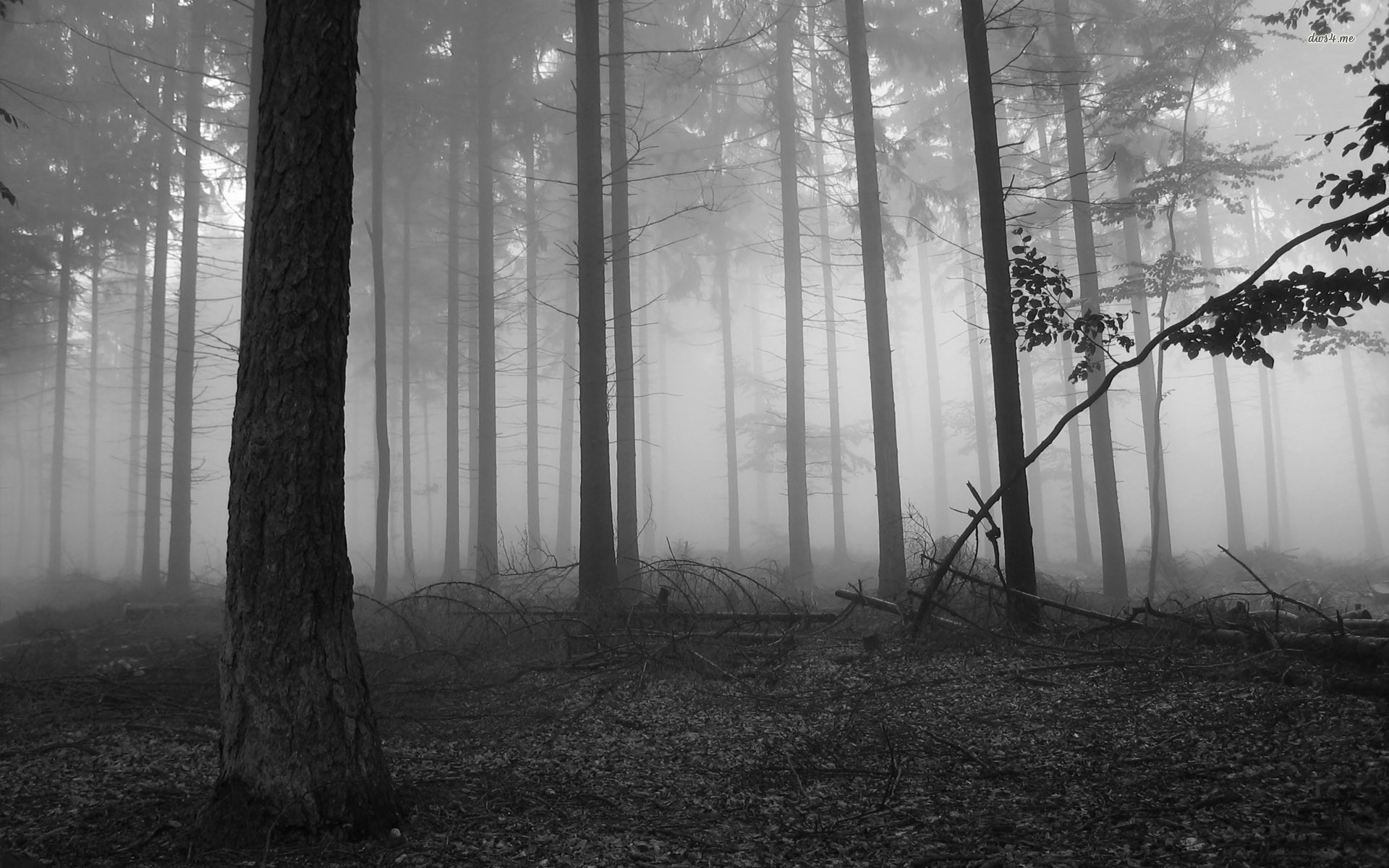 1920x1200 ... Fog in the dark forest wallpaper  ...