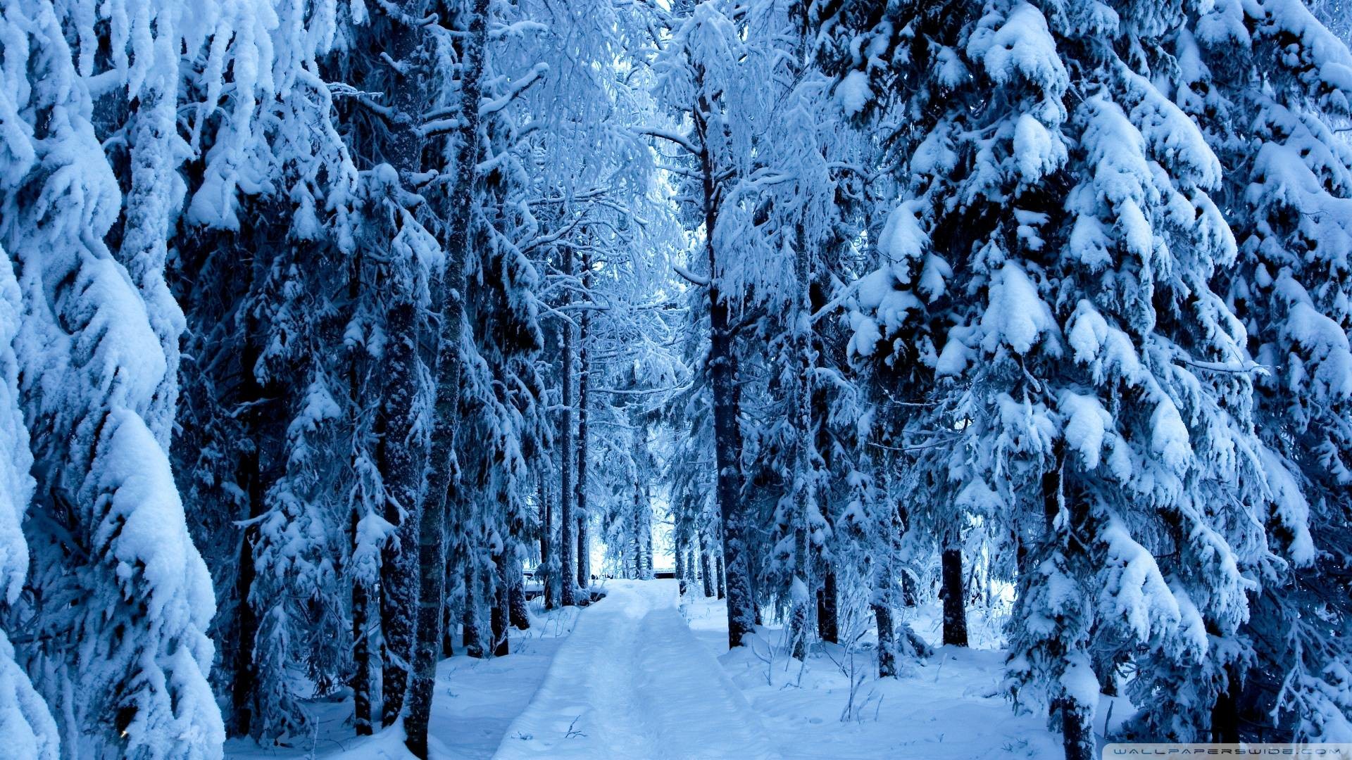 1920x1080 Wallpapers For > Snowy Forest Backgrounds
