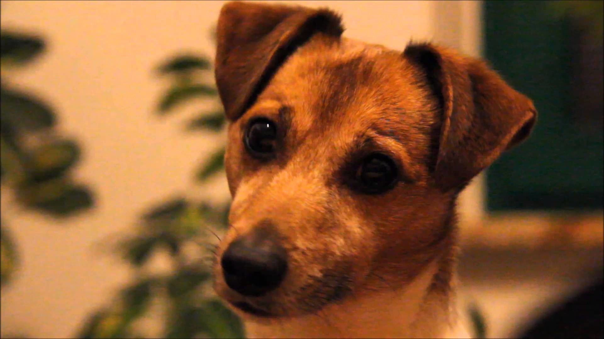 1920x1080 Jack-Russell-Terrier Lennox | 7,5 Jahre | GerÃ¤usche aus der KÃ¼che