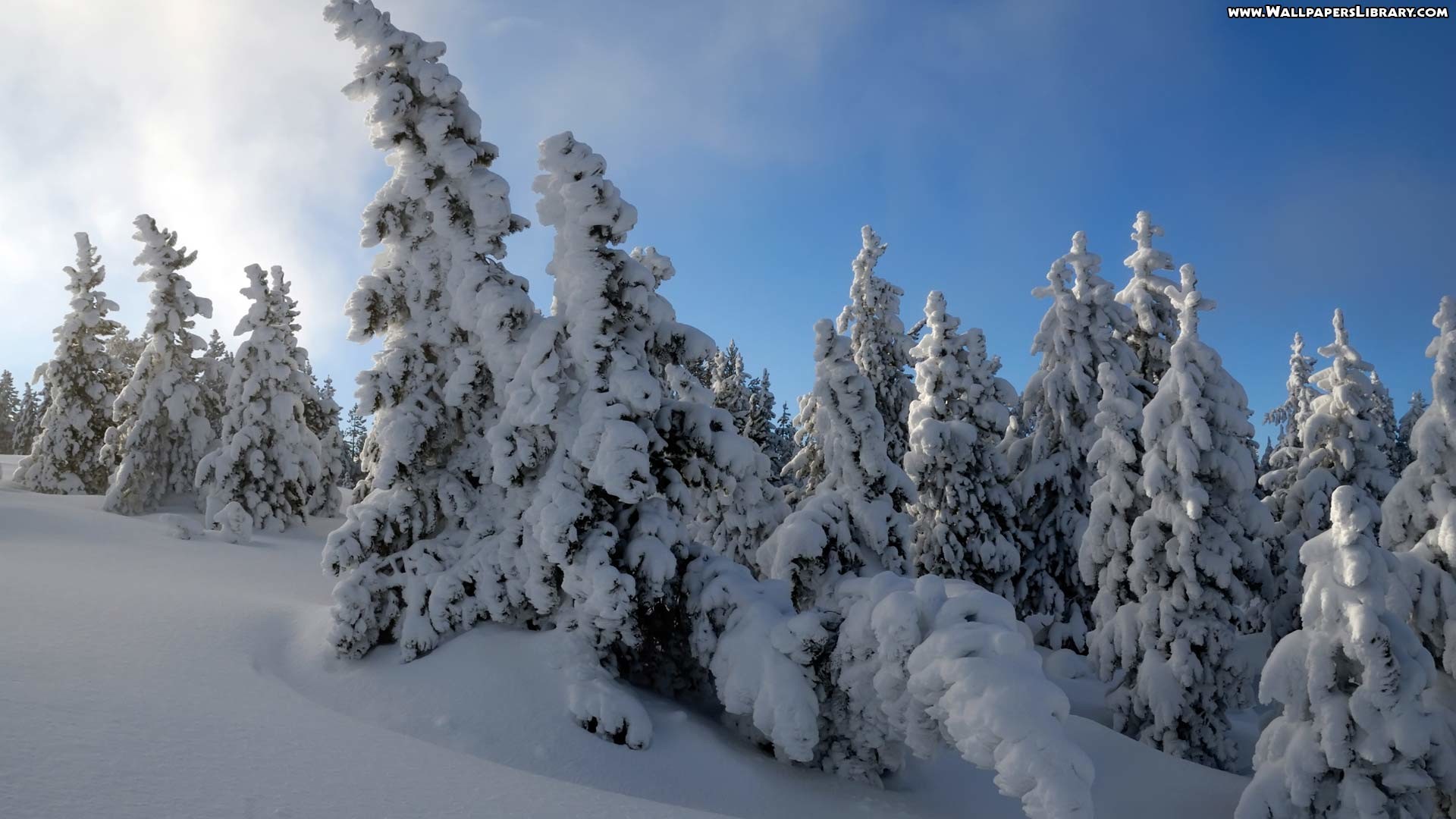 1920x1080 Snow Forest Wallpaper 8498 Hd Wallpapers in Nature - Imagesci.com