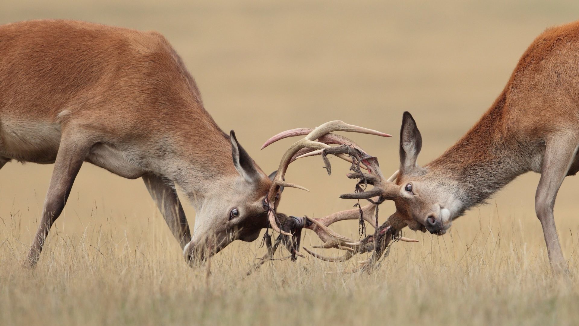 1920x1080 Deer Tag - Animals Horns Fight Two Deer Wallpaper Of Cute For Mobile for HD  16