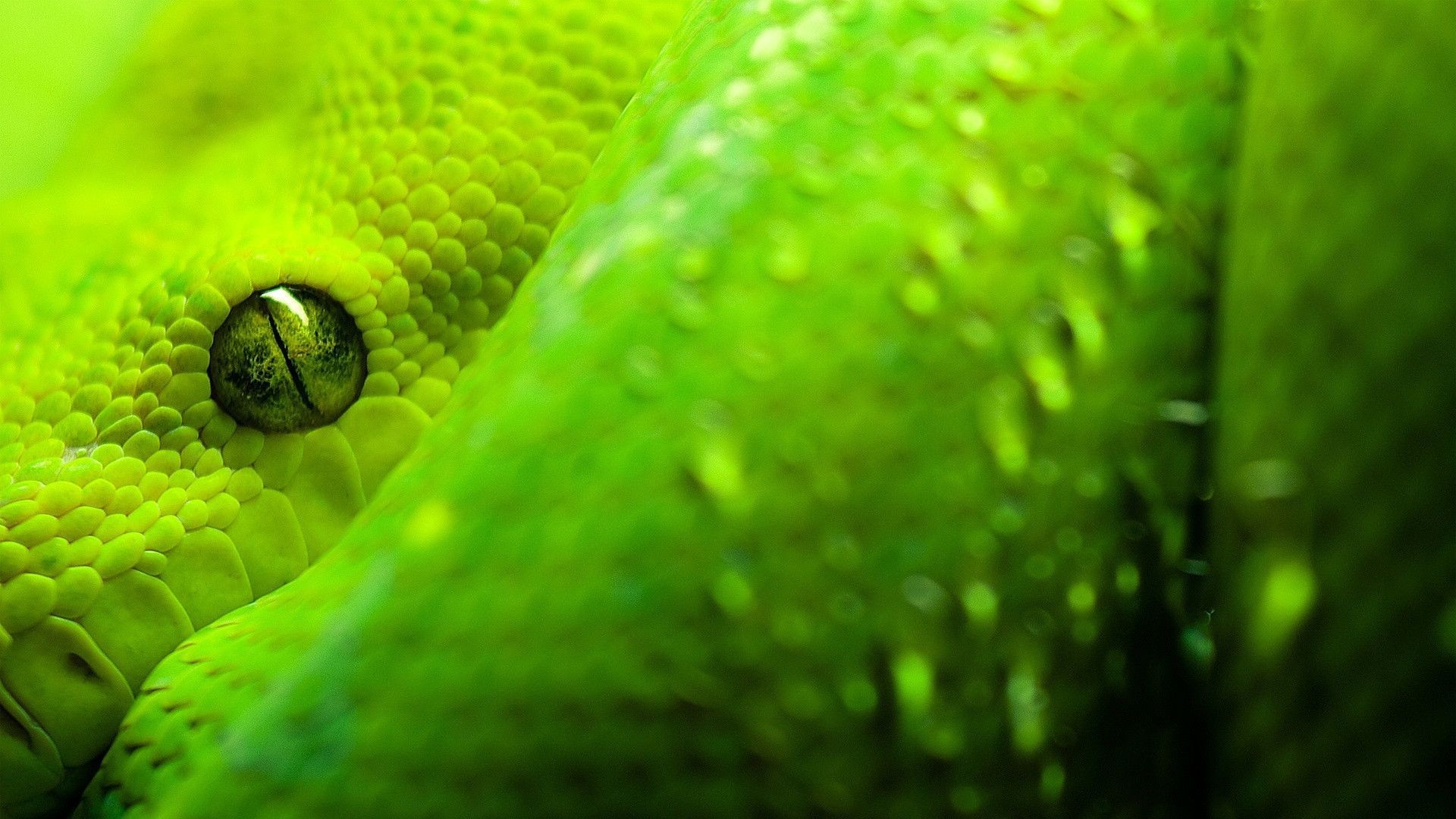 Wallpaper Green snake, bend, black background 1920x1200 HD Picture, Image
