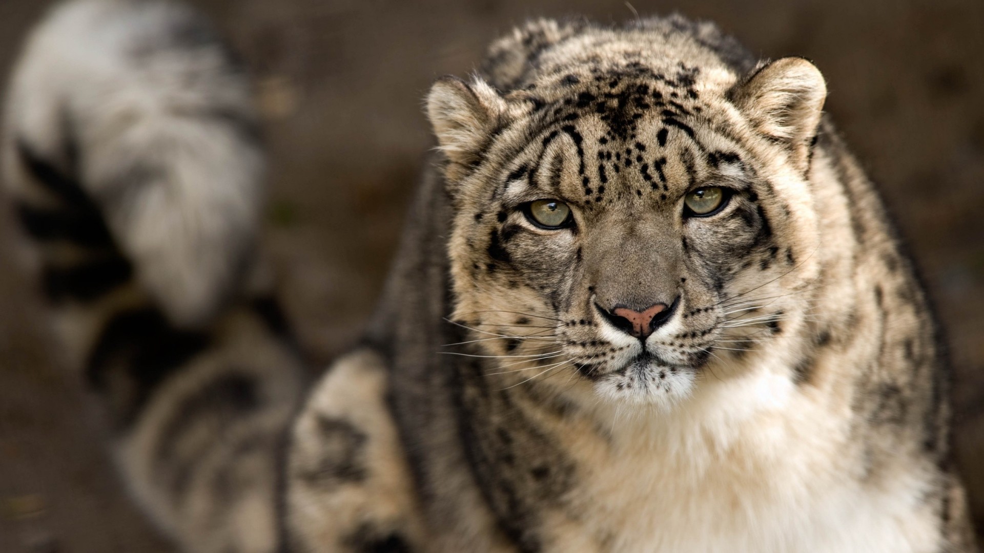 1920x1080 Download Wallpaper  snow leopard, snout, spotted, big cat Full HD  1080p HD Background