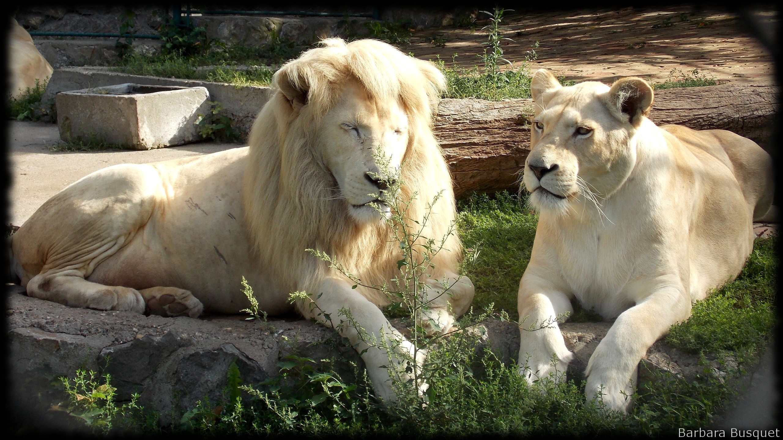 2560x1440 White lions wallpapers with male and female