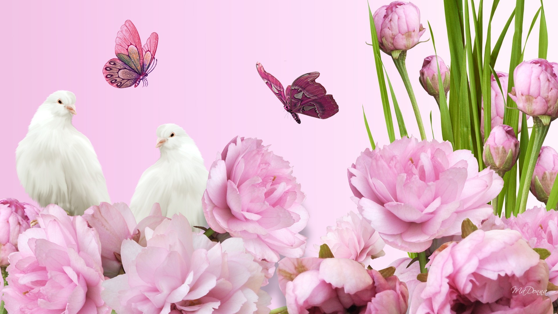 1920x1080 Peony Tag - Peaceful Flowers Doves Bright Spring Peonies Pink Lush Summer  Pigeon Fragrant Graceful Aroma