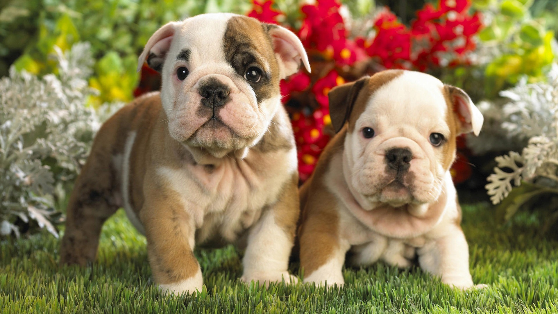 1920x1080 Puppies Cute HD 1080p Wallpapers Download | HD Wallpapers Source