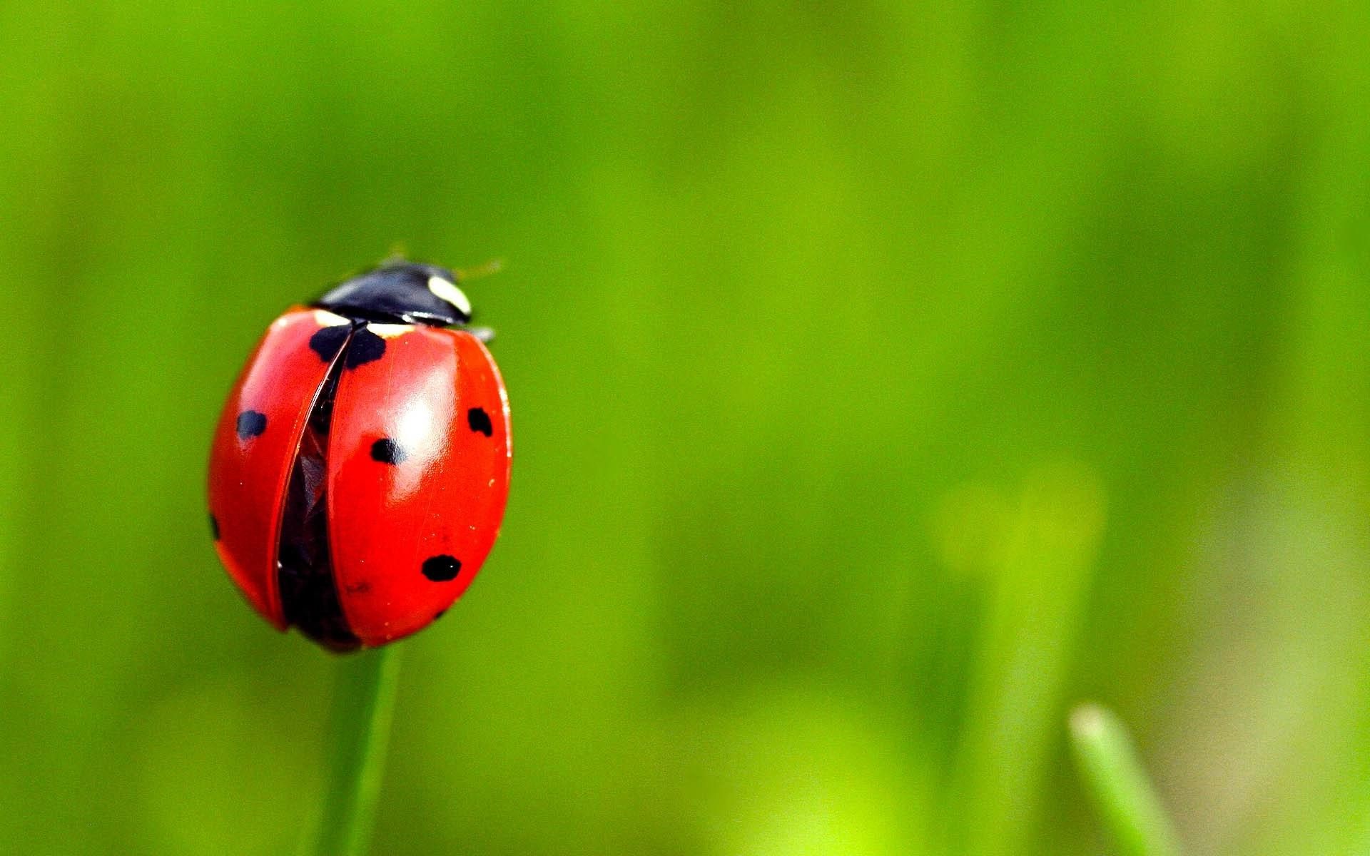 1920x1200 Grass Insect Ladybug
