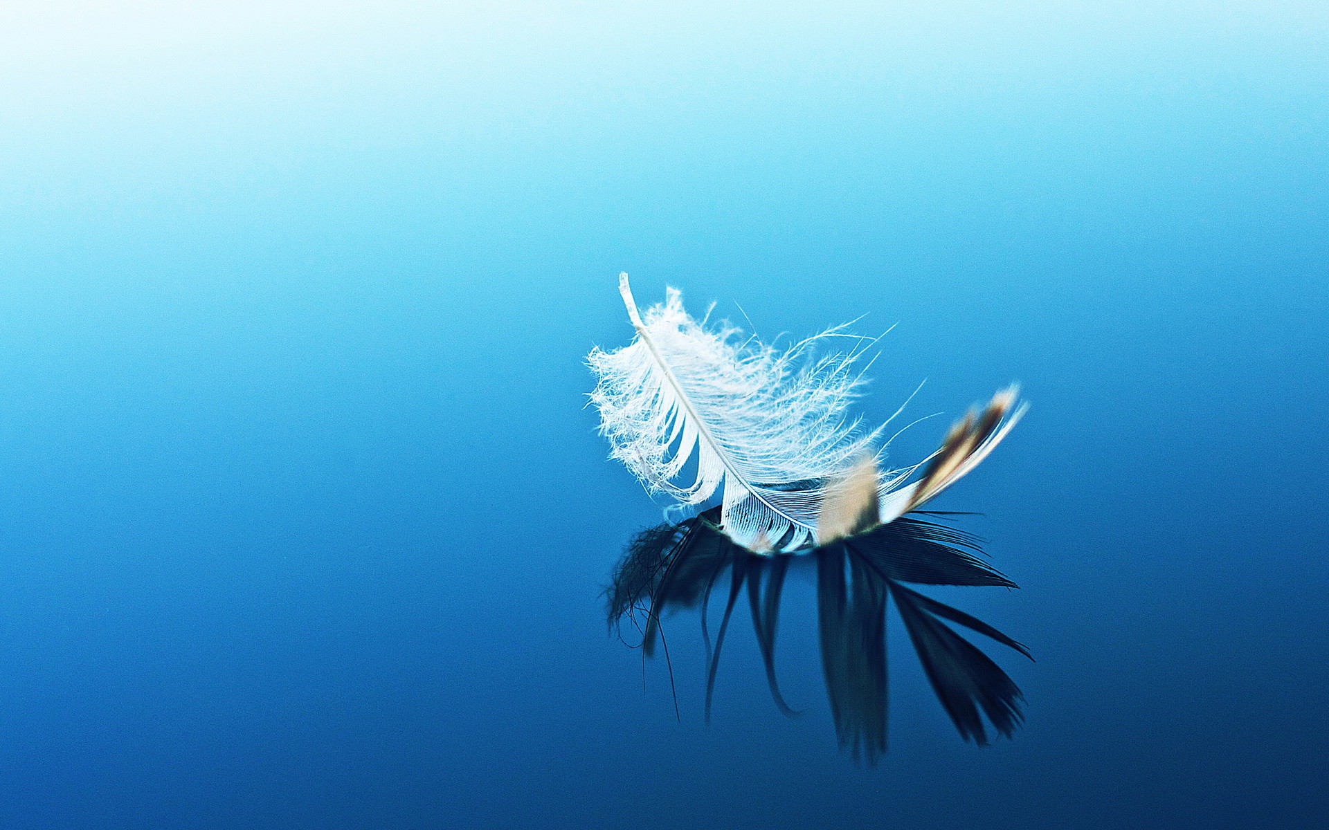 1920x1200 mood, Bokeh, Feather, Water, Reflection, Zen Wallpapers HD / Desktop and  Mobile Backgrounds