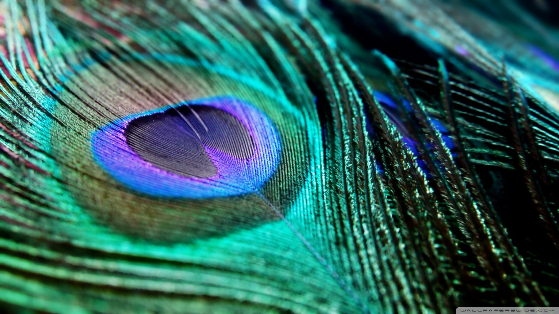 1920x1080 6. peacock-feather-wallpaper-HD6-600x338