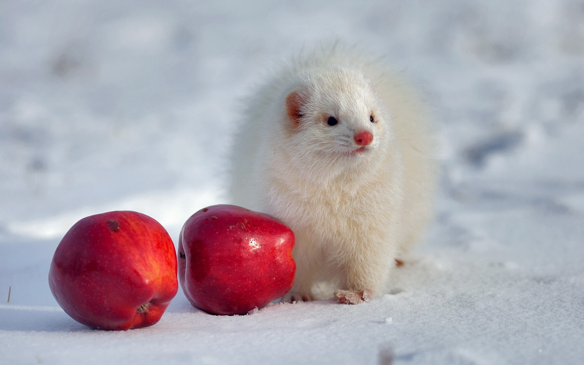 1920x1200 Best Image Of Ferret Wallpaper Winter Apples