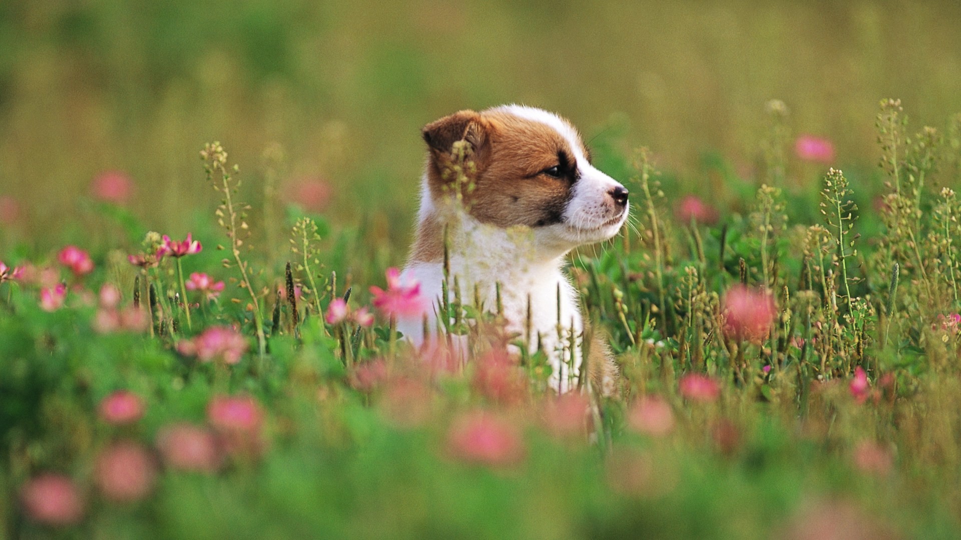 1920x1080 Puppy HD Wallpaper | Background Image |  | ID:425026 - Wallpaper  Abyss