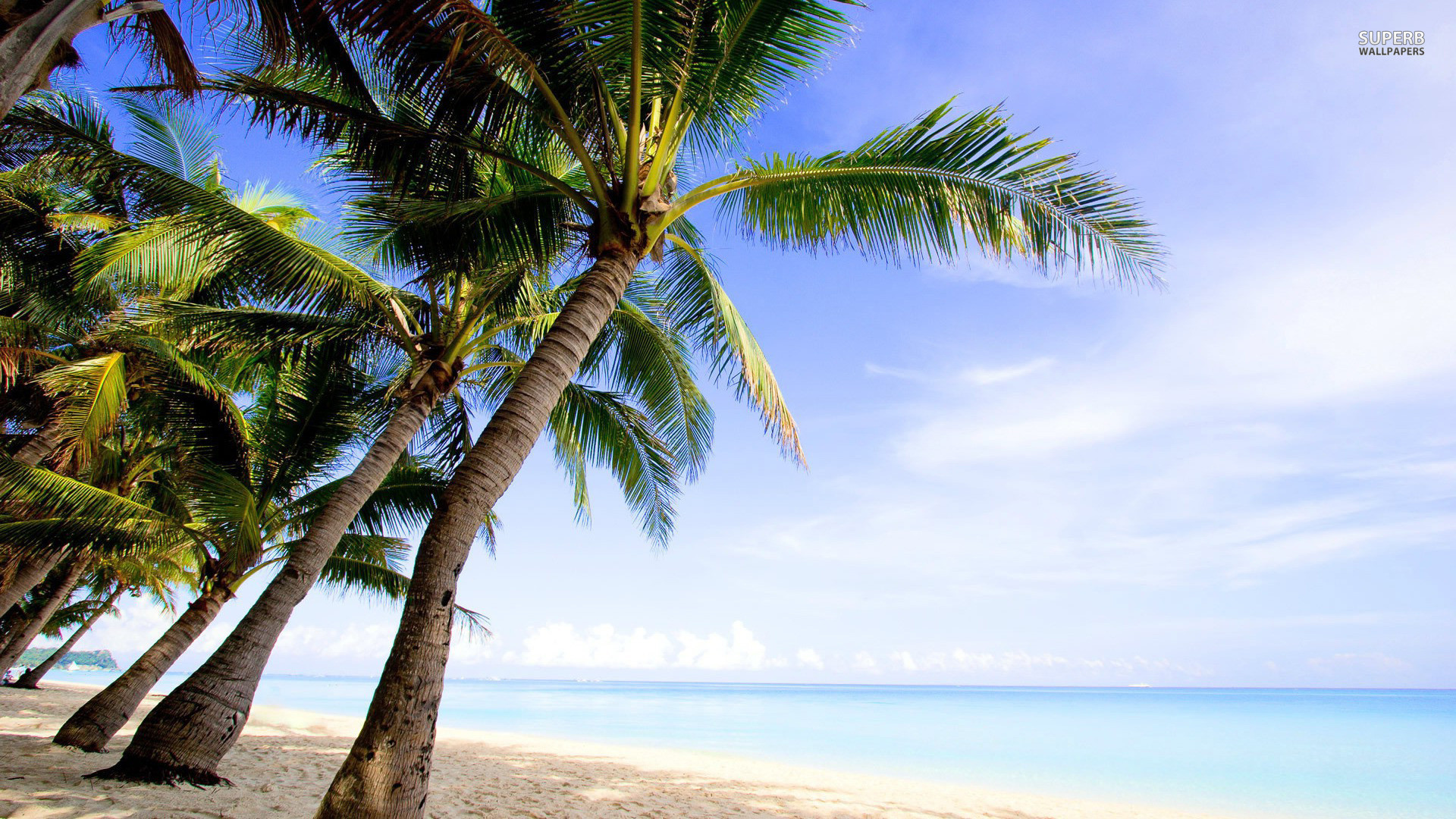 1920x1080 17 Best images about palm tree / beach wallpaper borders on