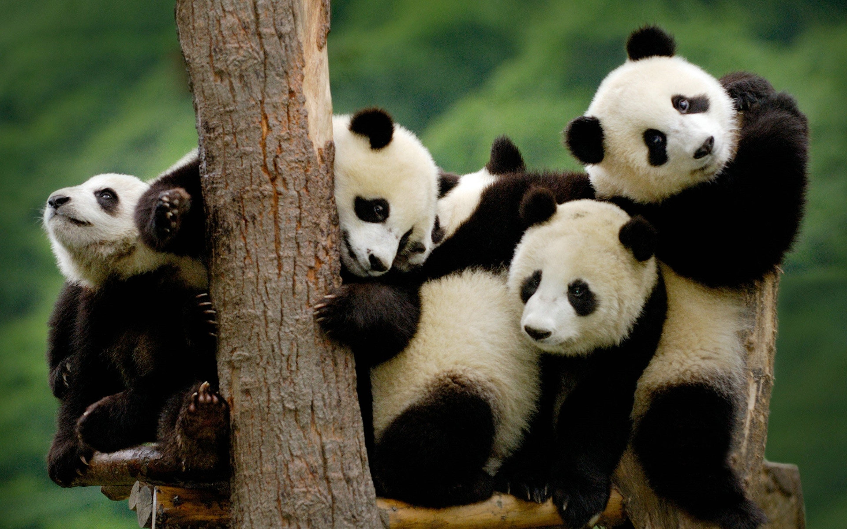 2880x1800 Panda pandas baer bears baby cute (3) wallpaper |  | 364431 .