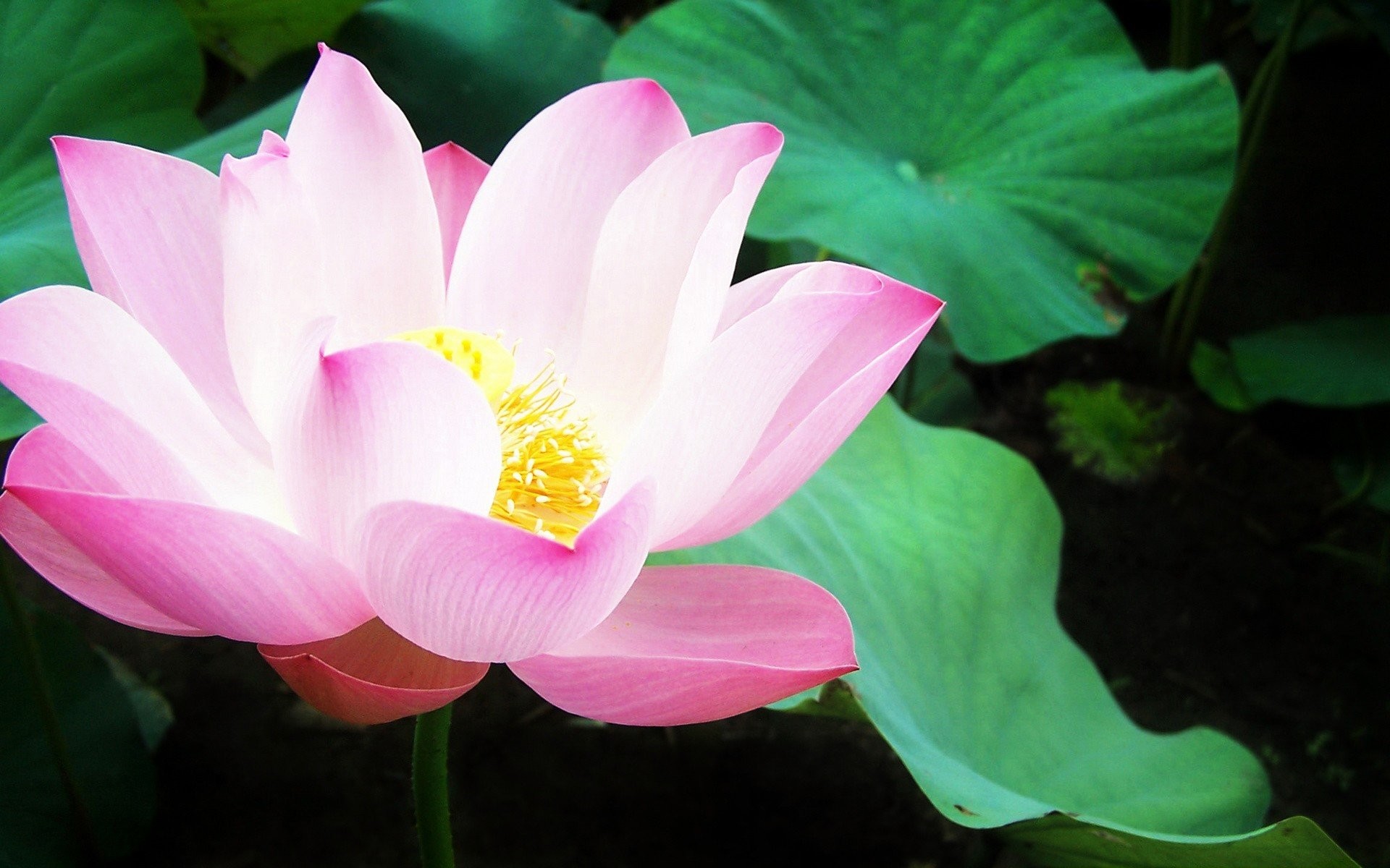 1920x1200 Nature flowers lily pads pink flowers water lilies wallpaper |  |  314610 | WallpaperUP