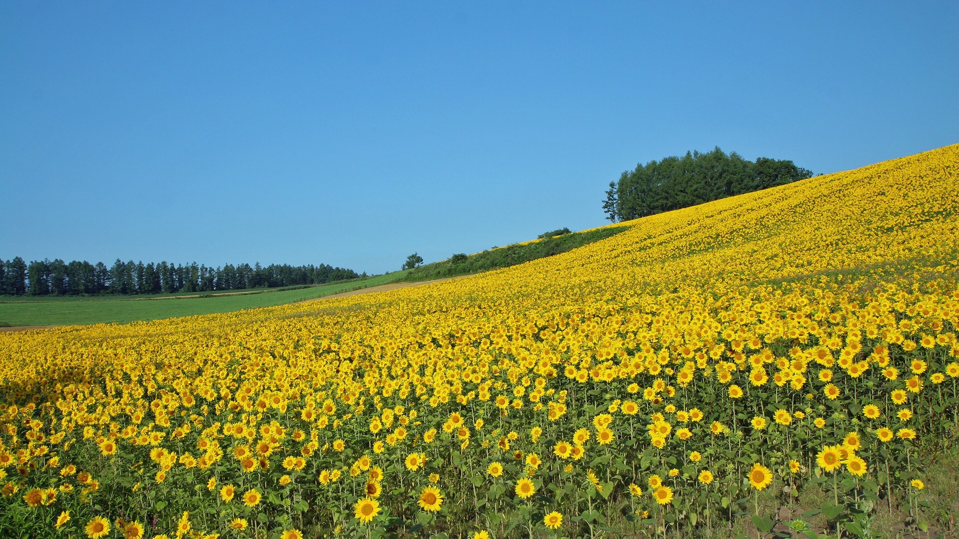 Open Field Wallpaper (43+ images)