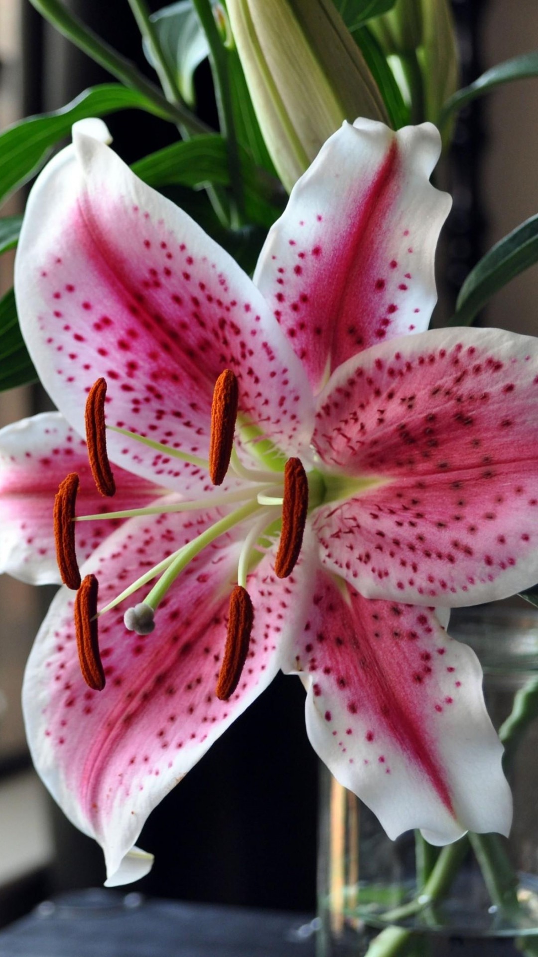 1080x1920 Explore Stargazer Lilies, Flowers Vase, and more!