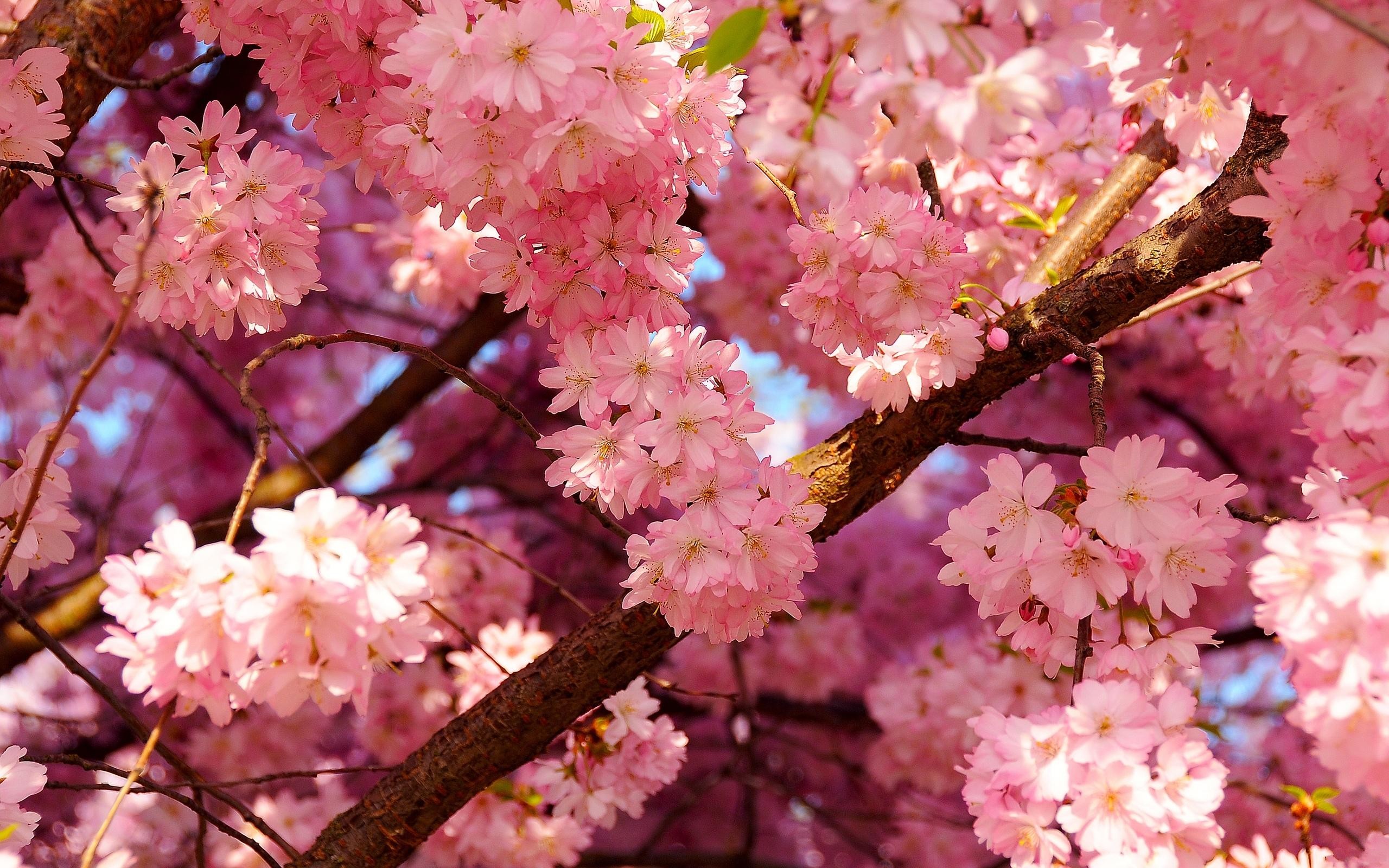 2560x1600 Hd-cherry-blossom-wallpapers