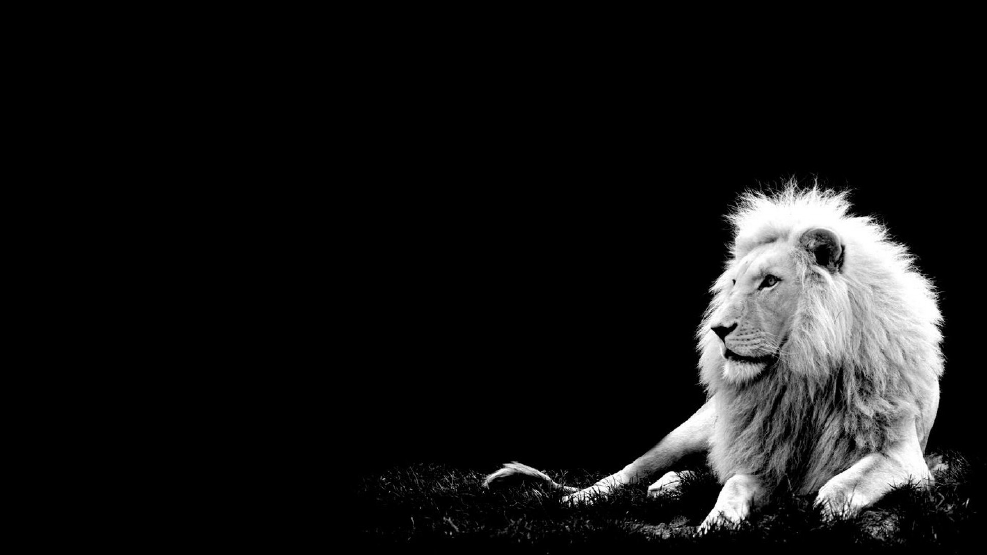 1920x1080 Lion Wallpaper HD Pictures One HD Wallpaper Pictures Backgrounds Lion Image Wallpapers  Wallpapers)