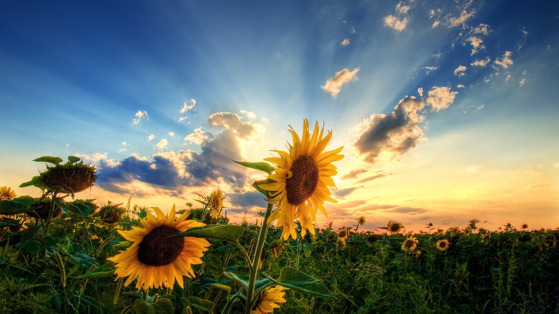 1920x1080 Sunflower Wallpapers Hd Resolution Is Cool Wallpapers