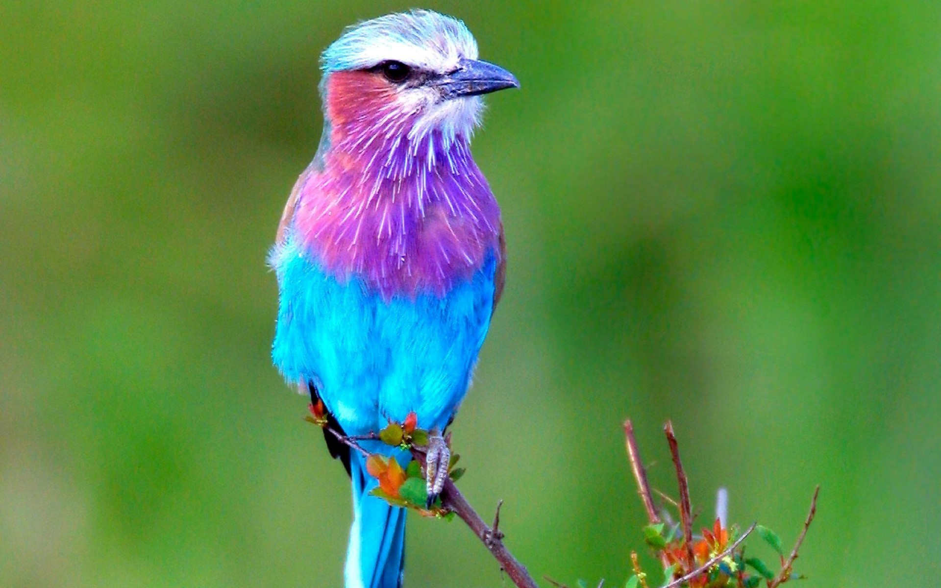 1920x1200 2857 Views 1601 Download A Beautiful Lilac Breasted Roller Bird Wallpaper