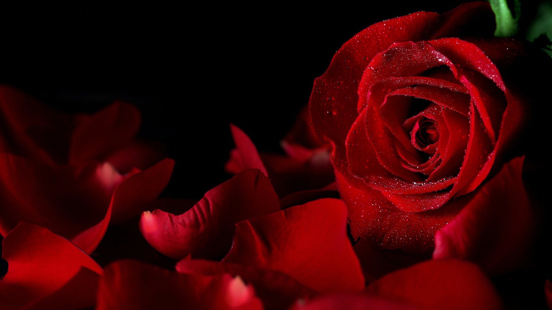 1920x1080 sweet red rose HD backgrounds