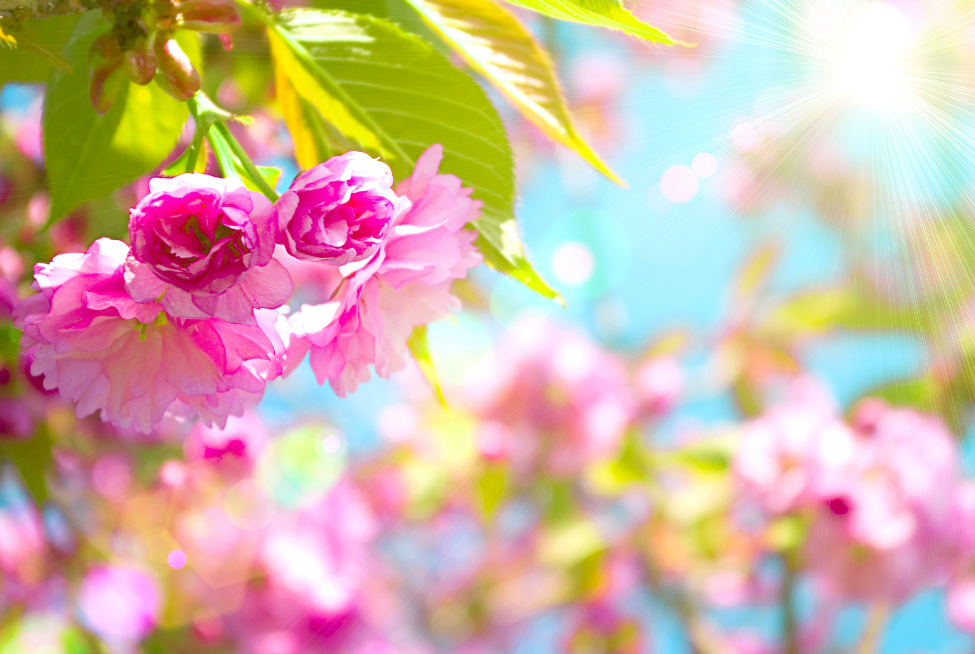 1920x1289 Google Images Free Spring Wallpaper  px, #3GPF766