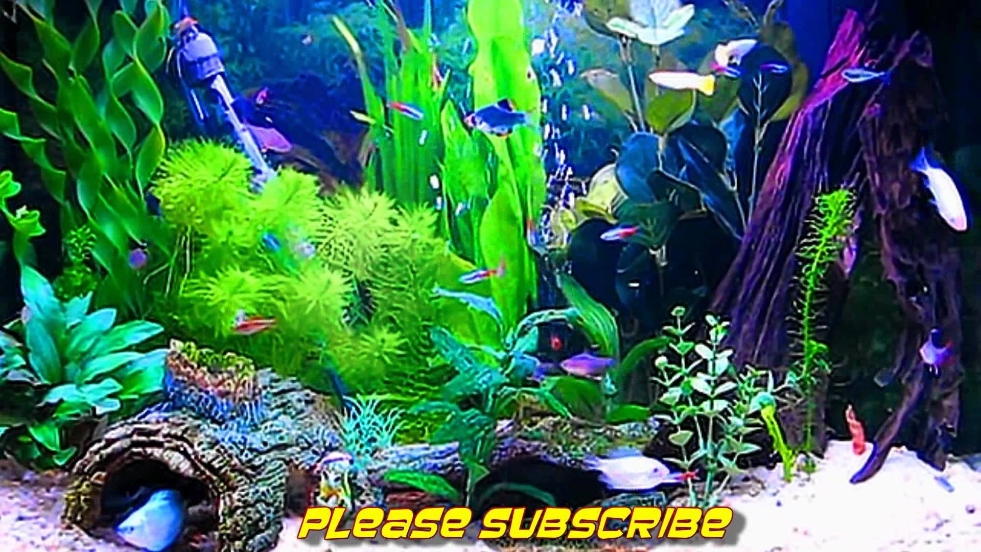1920x1080 3d aquarium live clipart