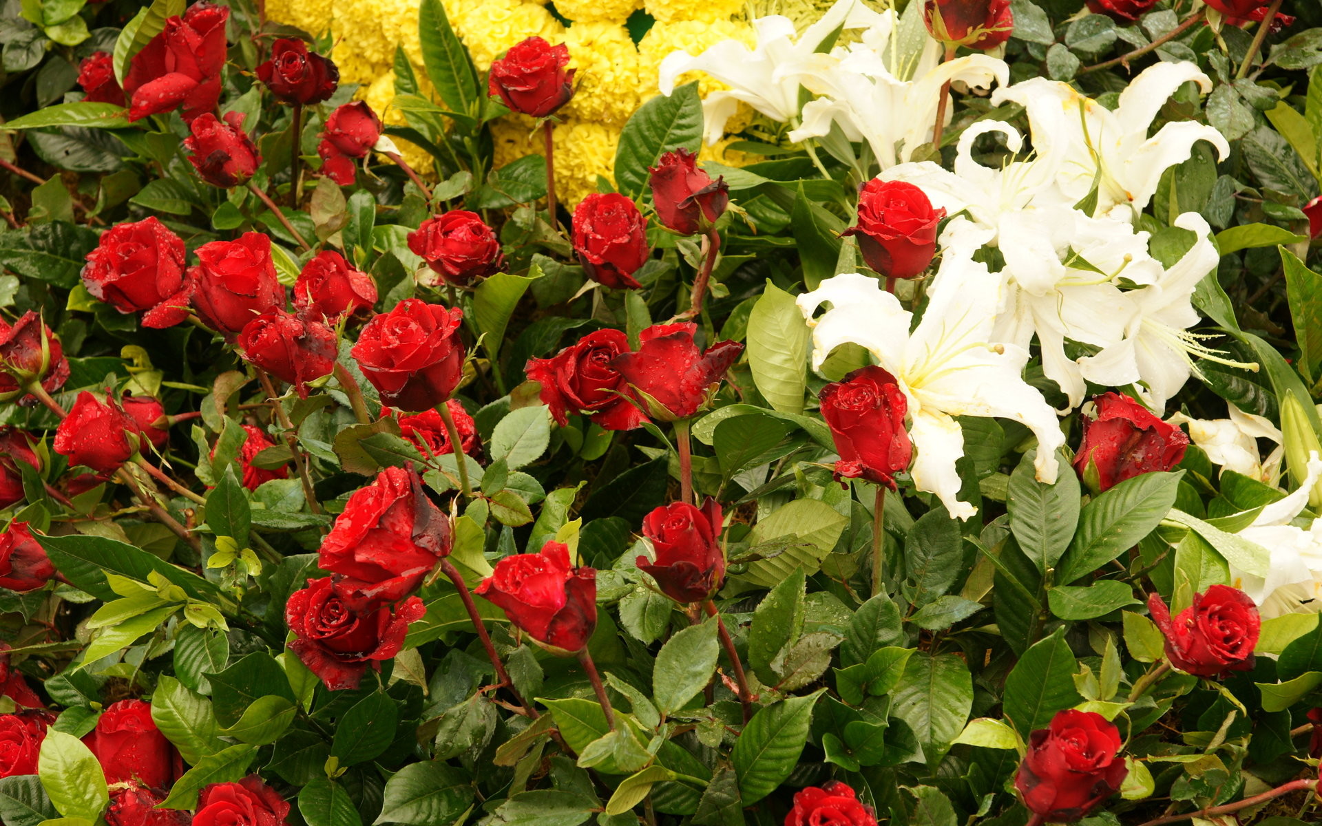 1920x1200 Spring red roses garden hd desktop backgrounds for you