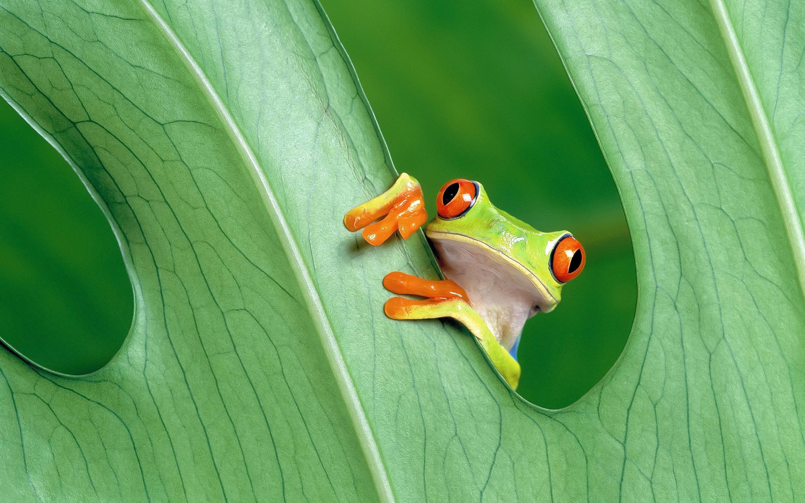2560x1600 Red Eyed Tree Frog Wallpapers | Pictures