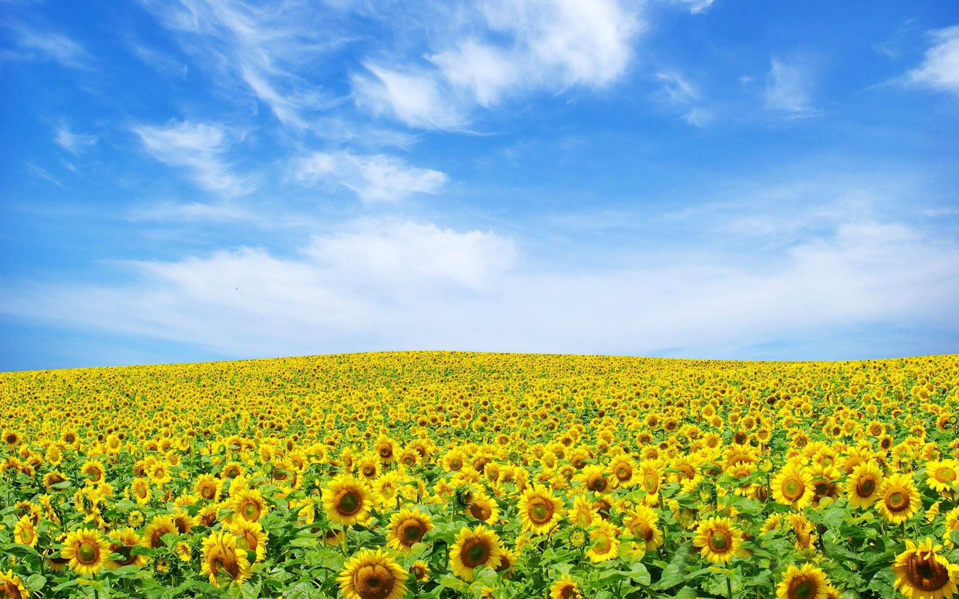 1920x1200 Wallpaper: Sunflower Landscape HD Wallpaper 1080p. Upload at March 31 .